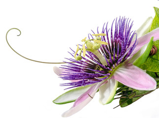 Passionsblume: passiflora x belotti, Studioaufnahme