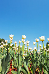 Obraz premium ornamental tulips on flowerbed on blue sky
