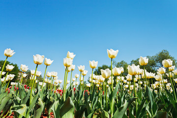 ornamental tulips on flower field on blue sky