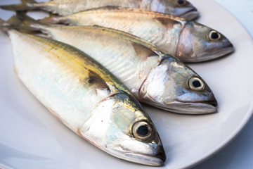 mackerel fishs