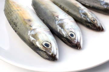 mackerel fish