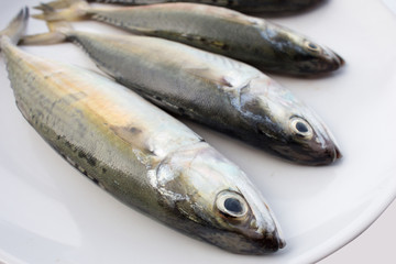 mackerel fishs