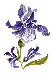 Naklejka premium Iris flower