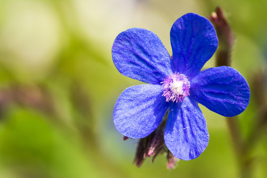 Blue Italian Bugloss (Anchusa Azurea) Flower Blossom