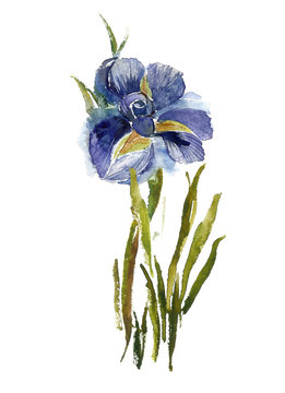 Blue iris