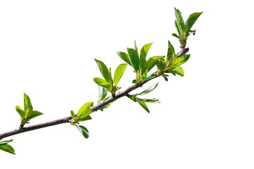 First green leaves of cherry tree branch