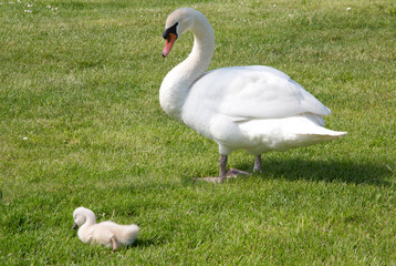 Schwan mit Baby