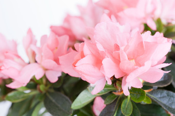 Flowers of an azalea of salmon color close up