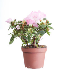Pink azalea in a flowerpot, it is isolated on a white background