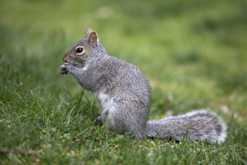 Grey tree squirrel feeding on the ground