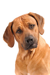 Rhodesian Ridgeback Rüde Portrait