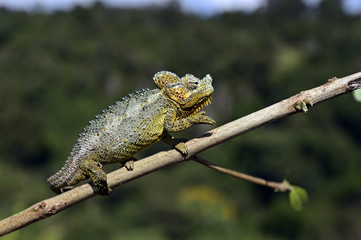 African Chameleon