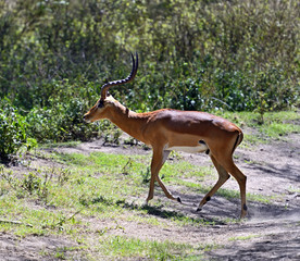 Afrikanskfy Gazelle Impala
