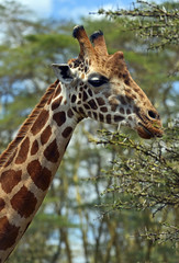 Giraffe