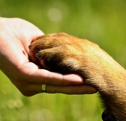 Dogs paw and mans hand