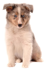 Sheltie Welpe mit blauen Augen sitzend