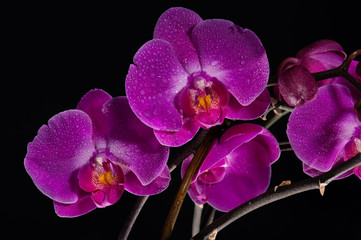Orchid VII