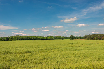 Late Spring, Early Summer landscape of cereal field in Germany
