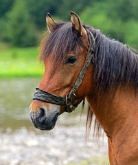 Horse on a background of mountain