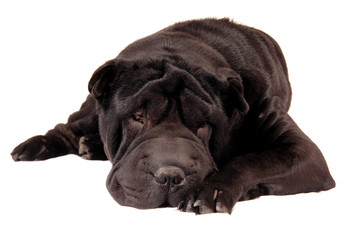 Sharpei schwarz liegend