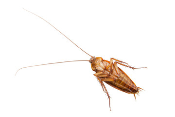 cockroach