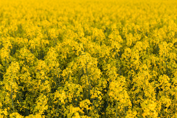 Obraz premium field of rapeseed