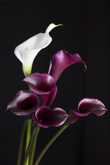 Callas