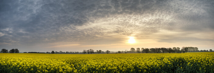 Panorama landscape rapeseed canola field in diffuse hazy morning