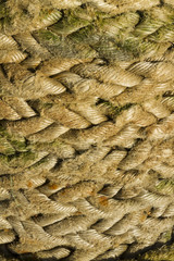 Old Thick Rope, macro
