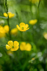Close up image of vibrant buttercups in wildflower meadow landsc