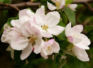 apple tree in blossom