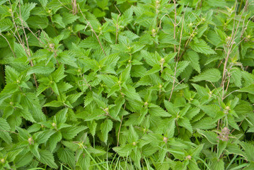 nettles