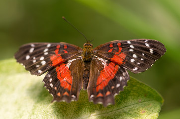 bunter Schmetterling