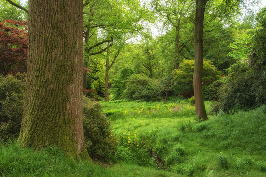 Landscape image of beautiful vibrant lush green forest woodland