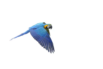 Poster de jardin Perroquet Ara bleu et jaune volant isolé - Ara ararauna