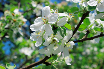 Branch of apple blossoms