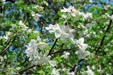 Branch of white flowers