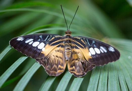 Schmetterling auf Palmenblatt