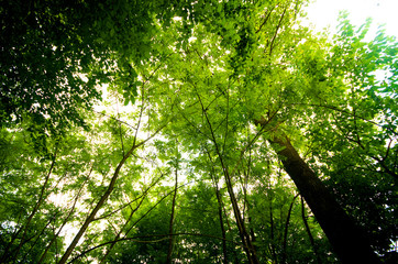 Obraz premium Green forest in spring