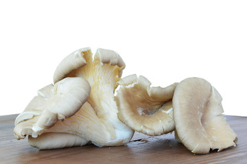 Oyster mushrooms - Pleurotus ostreatus closeup