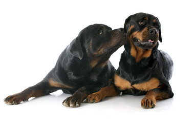 rottweilers