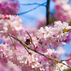 Sakura flowers