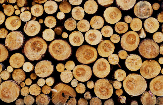 Holzsammlung - Feuerholz