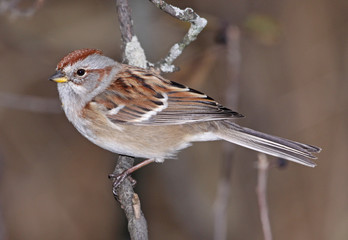 American Tree Sparrow on Branch