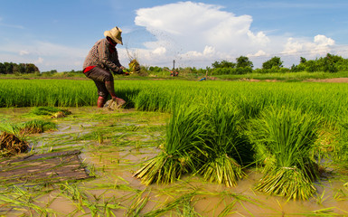 Fototapeta premium Withdrawal pulling rice seedlings strike hit in the leg