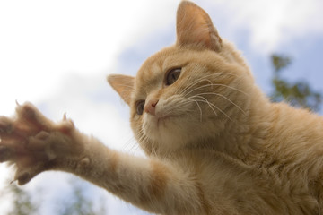 Рыжий кот