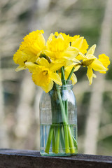 Daffodil flowers in a jar © zigzagmtart