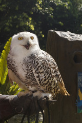 Captive Snowy Owl on falconer's glove