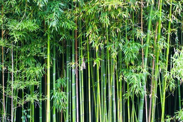 Printed roller blinds Bamboo Green bamboo