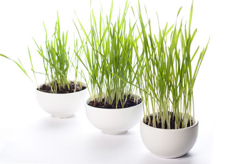 wheatgrass